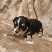 Oliver, a male Morkie for sale in Wagener, SC – 4 of 10
