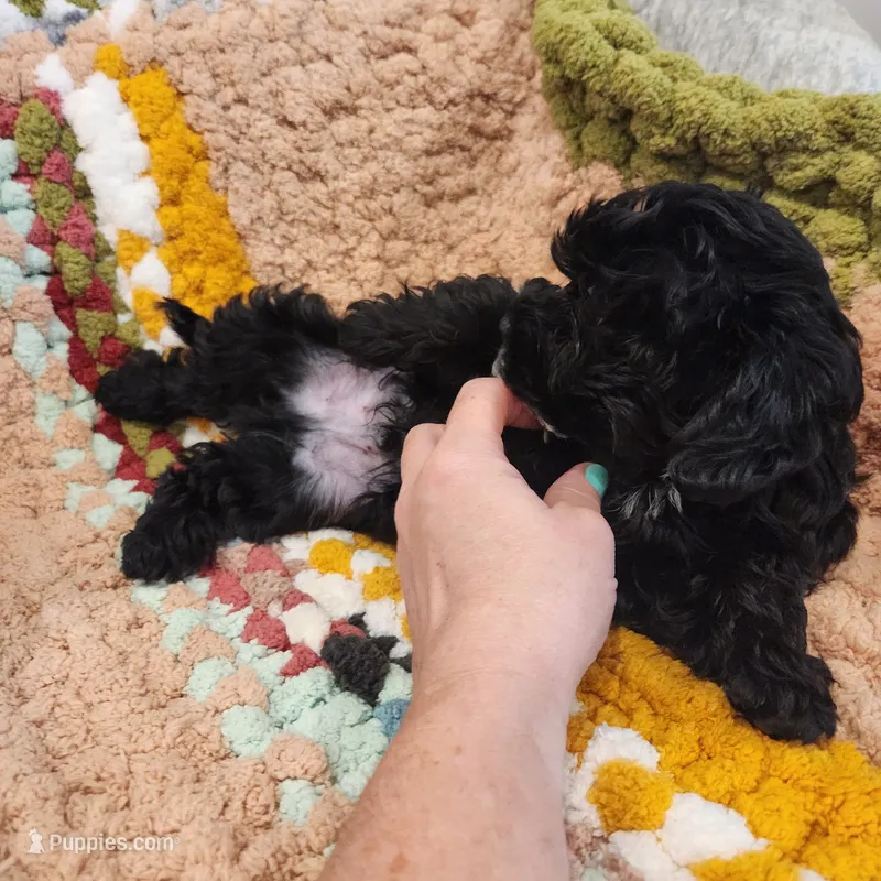 Tucker – Yorkipoo puppy for sale in Wagener, SC