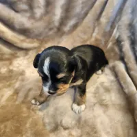 Oliver, a male Morkie for sale in Wagener, SC – 5 of 10