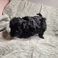 Sugar Lips, a female Yorkipoo for sale in Wagener, SC – 7 of 10