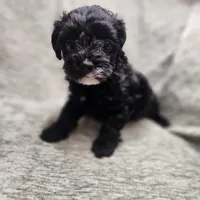 Mr Envy, a male Yorkipoo for sale in Wagener, SC – 9 of 10