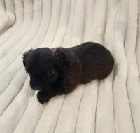 Beautiful dark chocolate girl, a female Yorkipoo for sale in Wagener, SC – 5 of 10