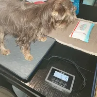Beautiful chocolate yorkie girl, a female Yorkshire Terrier for sale in Wagener, SC – 2 of 6