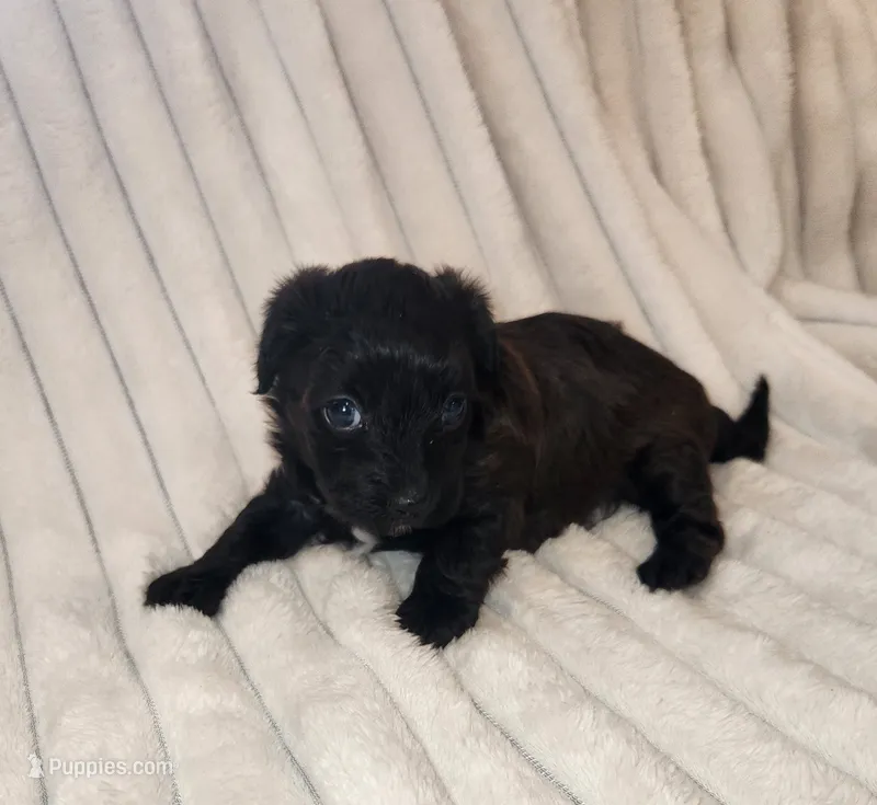 Dark Chocolate  – Yorkipoo puppy for sale in Wagener, SC