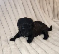 Dark Chocolate , a female Yorkipoo for sale in Wagener, SC – 1 of 10