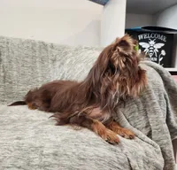 Penny Lane, a female Yorkshire Terrier for sale in Wagener, SC – 2 of 10