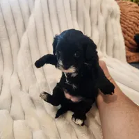 Black and white Beauty, a female Yorkipoo for sale in Wagener, SC – 4 of 9