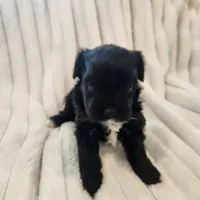 Black and white boy, a male Yorkipoo for sale in Wagener, SC – 4 of 10