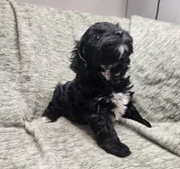 Pip, a male Yorkipoo for sale in Wagener, SC – 7 of 10