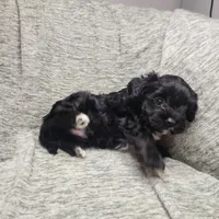 Pip, a male Yorkipoo for sale in Wagener, SC – 4 of 10