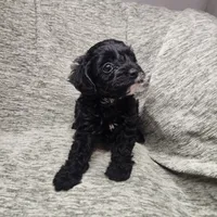 Mr Envy, a male Yorkipoo for sale in Wagener, SC – 4 of 10