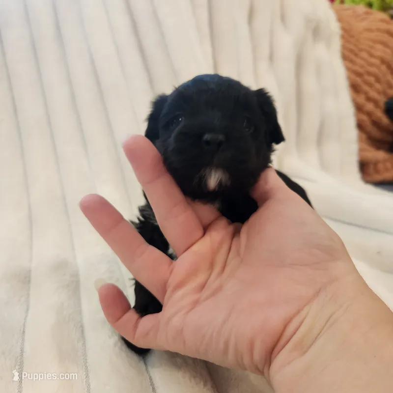 Black and white boy – Yorkipoo puppy for sale in Wagener, SC