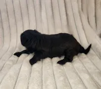 Dark Chocolate , a female Yorkipoo for sale in Wagener, SC – 9 of 10