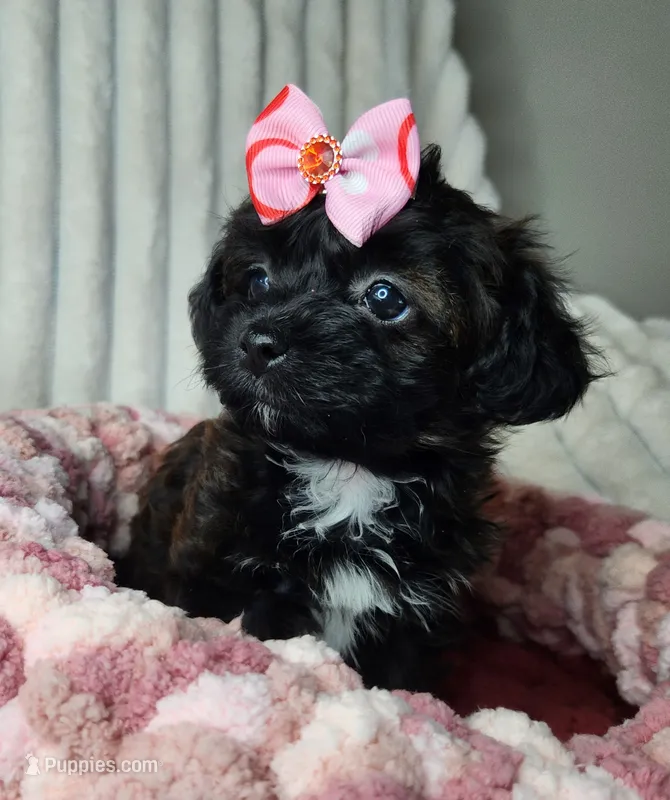 Lil' Miss Innocent  – Yorkipoo puppy for sale in Wagener, SC