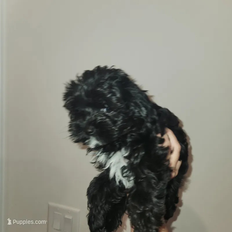 Pip – Yorkipoo puppy for sale in Wagener, SC