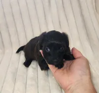 Dark Chocolate , a female Yorkipoo for sale in Wagener, SC – 7 of 10
