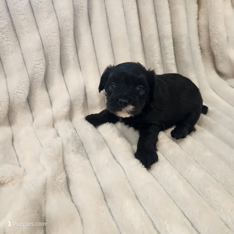 Black and white male – Yorkipoo puppy for sale in Wagener, SC