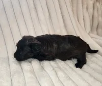 Dark Chocolate , a female Yorkipoo for sale in Wagener, SC – 10 of 10