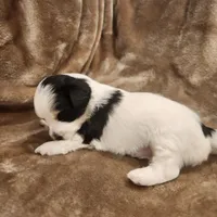 Tinker Bell, a female Morkie for sale in Wagener, SC – 7 of 10