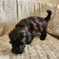Coveted, a female Yorkipoo for sale in Wagener, SC – 8 of 10