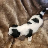 Tinker Bell, a female Morkie for sale in Wagener, SC – 6 of 10