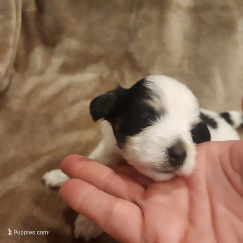 Tinker Bell – Morkie puppy for sale in Wagener, SC