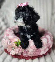 Lil Sugar Kisses, a female Yorkipoo for sale in Wagener, SC – 2 of 10