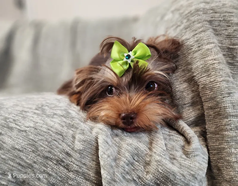 Beautiful chocolate yorkie girl – Yorkshire Terrier puppy for sale in Wagener, SC