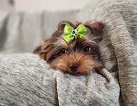 Penny Lane, a female Yorkshire Terrier for sale in Wagener, SC – 1 of 10
