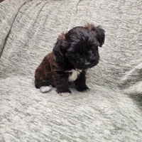 Tiny, a female Yorkipoo for sale in Wagener, SC – 9 of 10