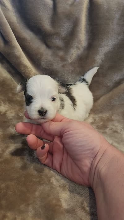 Olive, a female Morkie for sale in Wagener, SC – 10 of 10