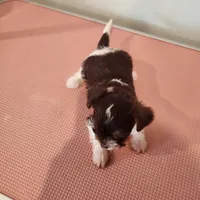 Delilah , a female Yorkshire Terrier for sale in Wagener, SC – Photo 4 of 6