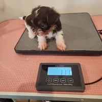 Delilah , a female Yorkshire Terrier for sale in Wagener, SC – Photo 5 of 6