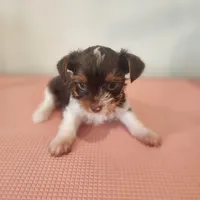 Delilah , a female Yorkshire Terrier for sale in Wagener, SC – Photo 3 of 6