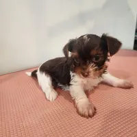 Delilah , a female Yorkshire Terrier for sale in Wagener, SC – Photo 2 of 6