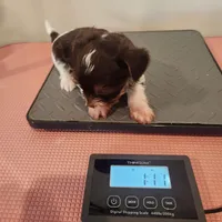 Delilah , a female Yorkshire Terrier for sale in Wagener, SC – Photo 6 of 6