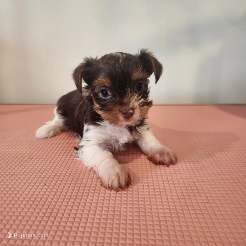 Delilah  – Yorkshire Terrier puppy for sale in Wagener, SC
