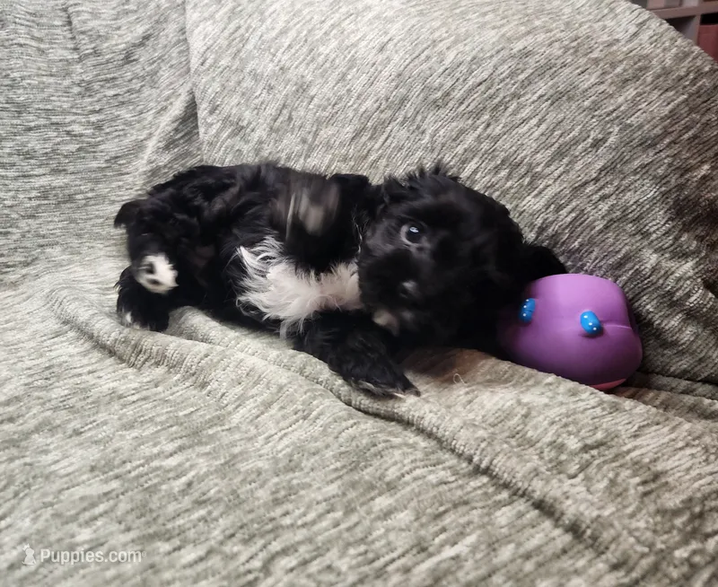 Black and white boy – Yorkipoo puppy for sale in Wagener, SC