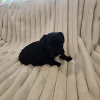 Black and white boy, a male Yorkipoo for sale in Wagener, SC – 3 of 10