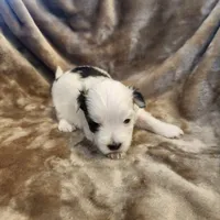 Olive, a female Morkie for sale in Wagener, SC – 7 of 10