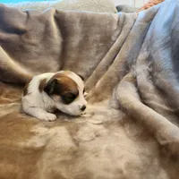 Pip, a male Morkie for sale in Wagener, SC – 5 of 10