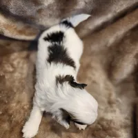Olive, a female Morkie for sale in Wagener, SC – 9 of 10