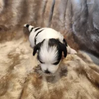 Tinker Bell, a female Morkie for sale in Wagener, SC – 3 of 10