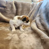 Pip, a male Morkie for sale in Wagener, SC – 2 of 10