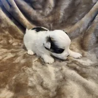 Olive, a female Morkie for sale in Wagener, SC – 8 of 10