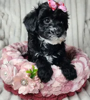Lil Sugar Kisses, a female Yorkipoo for sale in Wagener, SC – 8 of 10