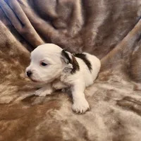 Olive, a female Morkie for sale in Wagener, SC – 2 of 10