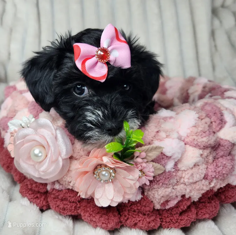 Lil Sugar Kisses – Yorkipoo puppy for sale in Wagener, SC