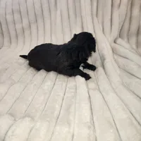 Dark Chocolate , a female Yorkipoo for sale in Wagener, SC – 6 of 10