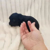 Black and white male, a male Yorkipoo for sale in Wagener, SC – 5 of 10